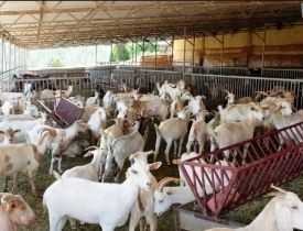 Certificate in Goat Farming Business