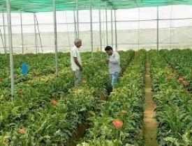 Certificate in Horticulture Organic Farming